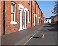 The Three-legged Cat of Mansell St Stratford