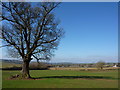 Big oak in middle of field