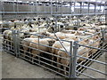 Sheep pens at Sedgemoor Auction Centre