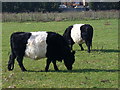 Belties in Byfleet