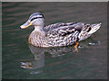 Duck on the canal near Stourport, Worcestershire