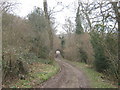 Bridleway in Charters Copse