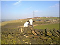 Cow at Hartshead