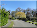 Ornamental weeping willow on Manor Gardens, Saxmundham