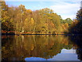 Autumn in Burnham Beeches