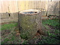 Tree Stump on Footpath to Oakwood Park, London N14