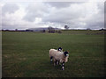 Sheep near Collingholme