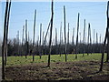 TQ6444 : Disused Hop Garden off Sychem Lane by Oast House Archive