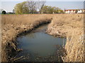 Canvey Island: Thorneycreek Fleet