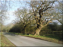 TF1201 : Gnarled oaks along Helpston Road by Marathon