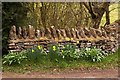 Daffodils by the wall