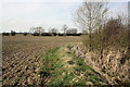 Bulrushes in ditch beside ploughed field