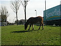 Horse grazing - Broadstone Way