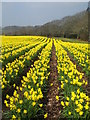 SW7630 : Daffodil field at Penwarne by Rod Allday