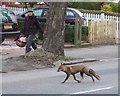 Fox, Tulse Hill