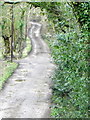 Bridleway, Corfe Mullen