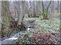 Wild Daffodils by Newstead Gill