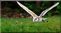 TQ3643 : Barn Owl at the British Wildlife Centre, Newchapel, Surrey by Peter Trimming