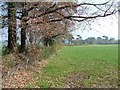 Hedge, bank and trees on Rockbeare Hill