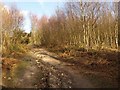 Path, Headley Heath