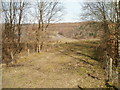 Edge of Penallta Community Park viewed from the A472 near Nelson