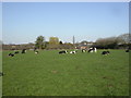 Pilford, cattle grazing