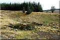 Disused Pits in Lamdoughty Forest