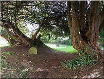 SY9693 : Yew Trees, Lytchett Minster by Maigheach-gheal