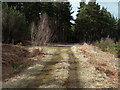 Forestry road in Black Bank Plantation