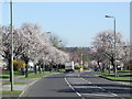 TQ3967 : Spring blossom in Hayes by Malc McDonald