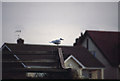 Mediterranean Gull (Larus melanocephalus), Hall Road