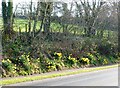 Daffodils near Brixham