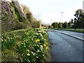 Daffodils near Three Beaches, Waterside, Paignton