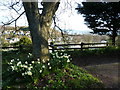 Narcissi near Three Beaches and Sugar Loaf