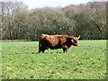 Highland cow, Organford