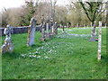 Snowdrops, St Laurence