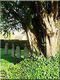 SY8093 : Yew tree, St Laurence's Churchyard by Maigheach-gheal