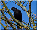 Corvus Curiosa