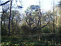 Ancient sweet chestnut tree