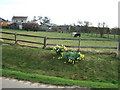 Daffodils and ponies