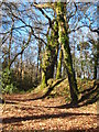 Earthbank at Roundwood Fort