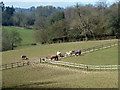 Horses and fences, Holmbury Farm