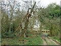 Tree 05868, Church Wood