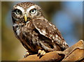 Little Owl at the British Wildlife Centre, Newchapel, Surrey