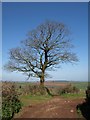 Oak, Fordishayes Lane