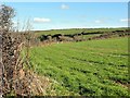 Fields Near Tregustick