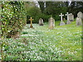 Snowdrop, St Winfred