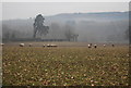 SO5075 : Sheep in a sugar beet field near Burway Farm by N Chadwick