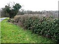 Recently trimmed hedge, still full of ivy