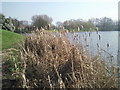 Great reedmace on the bank of Birchmere